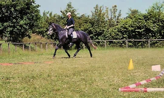 Geschicklichkeitstraining mit dem jungen Pferd